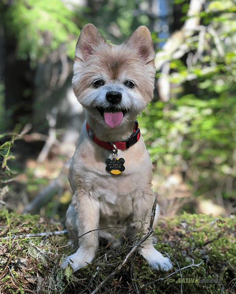 Cannabis Dog Napoleon takes Cannabis to help with Canine Cognitive Dysfunction by SATIVAisticated